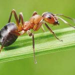 انشا درباره مورچه بارکش