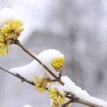 انشای زیبایی‌های زمستان – انشا درباره فصل زمستان