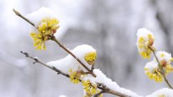 انشای زیبایی‌های زمستان – انشا درباره فصل زمستان