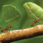 موضوع انشا هر چه کوشش کنیم، نتیجه خواهیم گرفت