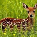 موضوع انشا درباره زندگی حیوانات در کنار سایر موجودات