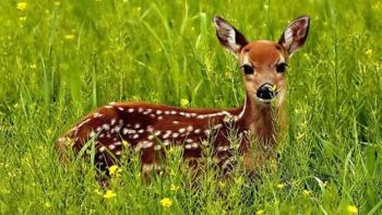 موضوع انشا درباره زندگی حیوانات در کنار سایر موجودات