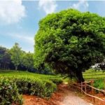 موضوع انشا ویژگی‌های فصل تابستان؛ یک نگاه به این فصل خوش‌آب‌وهوا