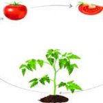 موضوع انشا رشد درختان با افزایش بارش سرش فروتر می‌رود