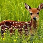 موضوع انشا زندگی حیوانات: همراهی و همسایگی با موجودات دیگر