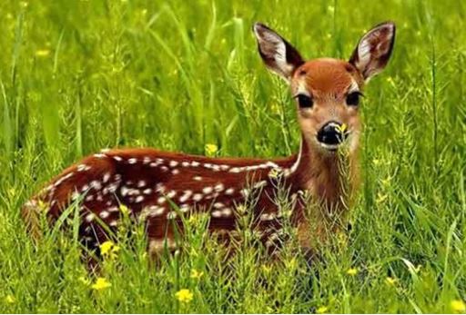 موضوع انشا زندگی حیوانات: همراهی و همسایگی با موجودات دیگر موضوع انشا زندگی حیوانات: همراهی و همسایگی با موجودات دیگر
