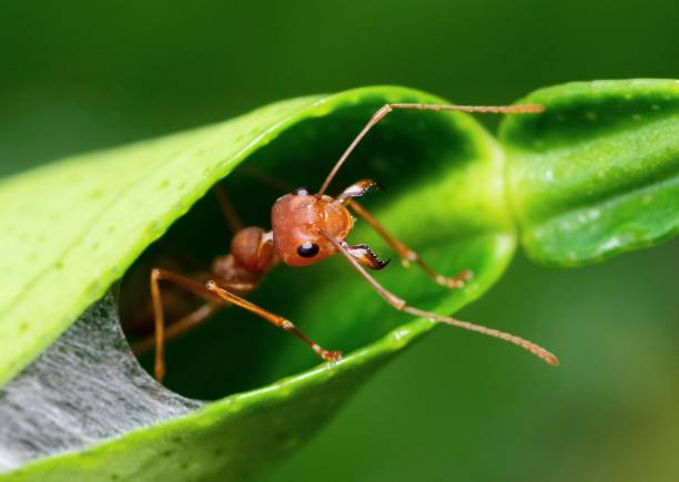 موضوع انشا درباره مورچه‌ای که بار حمل و نقل می‌کند